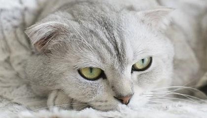 九游娱乐首页-曼联正式宣布签约逆天前锋，转会市场火热，曼联引进前锋